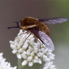 Staurostichus sp. (genus) at Cotter River, ACT - 23 Nov 2024