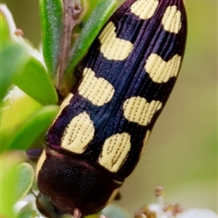 Castiarina decemmaculata (Ten-spot Jewel Beetle) at Mongarlowe, NSW - 26 Nov 2024 by LisaH