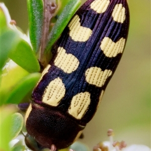 Castiarina decemmaculata at Mongarlowe, NSW - 26 Nov 2024