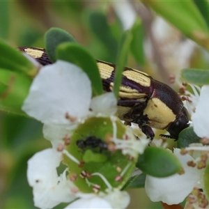 Castiarina decemmaculata at Mongarlowe, NSW - 26 Nov 2024