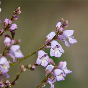 Prostanthera lasianthos at Cotter River, ACT - 23 Nov 2024