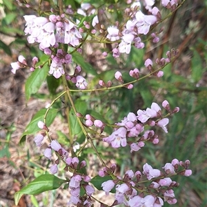 Prostanthera lasianthos at Cotter River, ACT - 23 Nov 2024