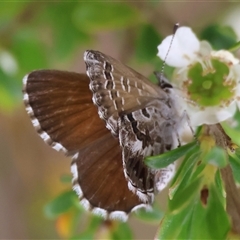 Neolucia agricola (Fringed Heath-blue) at Mongarlowe, NSW - 26 Nov 2024 by LisaH