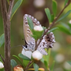 Neolucia agricola at Mongarlowe, NSW - 26 Nov 2024