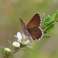 Neolucia agricola at Mongarlowe, NSW - 26 Nov 2024