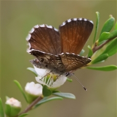 Neolucia agricola at Mongarlowe, NSW - 26 Nov 2024