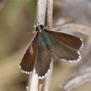 Neolucia agricola at Mongarlowe, NSW - 26 Nov 2024