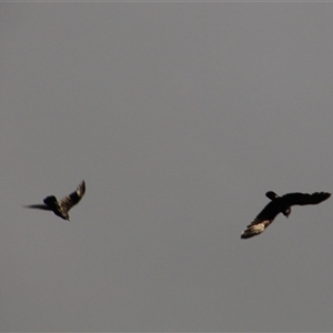 Corvus coronoides at Whitlam, ACT - 5 Sep 2014 04:49 PM