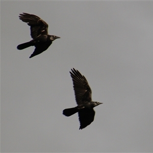 Corvus coronoides at Whitlam, ACT - 5 Sep 2014 04:49 PM