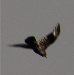 Corvus coronoides at Whitlam, ACT - 5 Sep 2014 04:49 PM