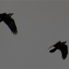 Corvus coronoides at Whitlam, ACT - 5 Sep 2014 04:49 PM