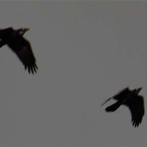 Corvus coronoides at Whitlam, ACT - 5 Sep 2014 04:49 PM