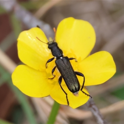 Eleale simplex (Clerid beetle) at Mongarlowe, NSW - 26 Nov 2024 by LisaH