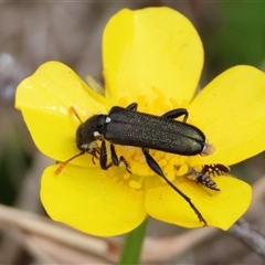 Eleale simplex at Mongarlowe, NSW - suppressed