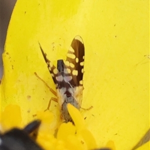 Spathulina acroleuca (A seed fly) at Mongarlowe, NSW by LisaH