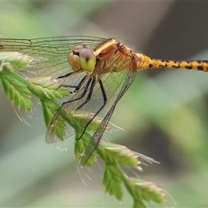 Diplacodes melanopsis (Black-faced Percher) at Killara, VIC by KylieWaldon