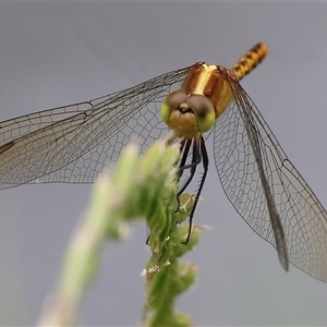 Diplacodes melanopsis at Killara, VIC - 24 Nov 2024 08:15 AM