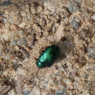 Unverified Leaf beetle (Chrysomelidae) by LisaH