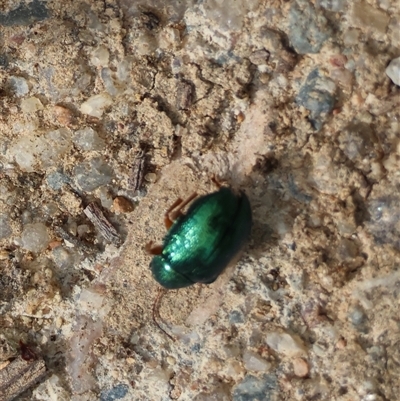 Unidentified Leaf beetle (Chrysomelidae) at Mongarlowe, NSW - 26 Nov 2024 by LisaH