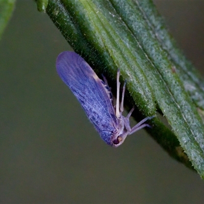 Fulgoroidea sp. (superfamily) at Cotter River, ACT - 23 Nov 2024 by KorinneM