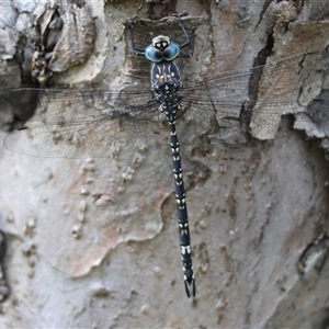 Austroaeschna parvistigma at Mongarlowe, NSW - suppressed