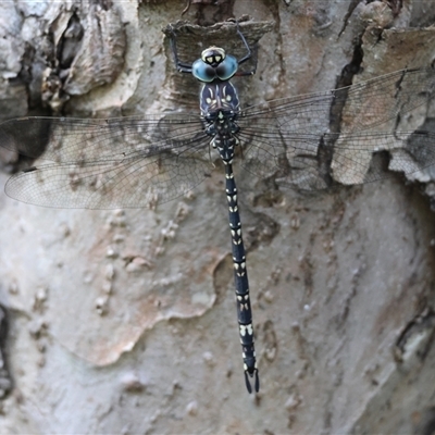 Unidentified Dragonfly (Anisoptera) at Mongarlowe, NSW - 26 Nov 2024 by LisaH