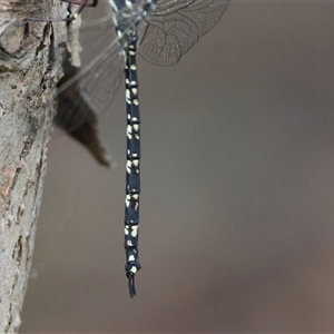 Austroaeschna parvistigma at Mongarlowe, NSW - suppressed