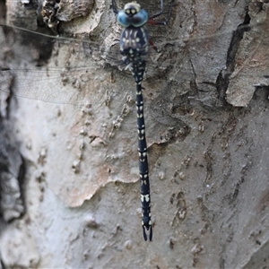 Austroaeschna parvistigma at Mongarlowe, NSW - suppressed