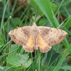 Chrysolarentia mecynata (Mecynata Carpet Moth) at Mongarlowe, NSW - 26 Nov 2024 by LisaH