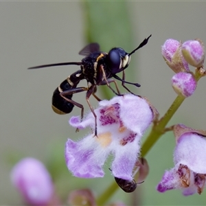 Conopidae (family) at Cotter River, ACT - 23 Nov 2024