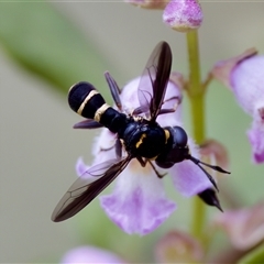 Conopidae (family) at Cotter River, ACT - 23 Nov 2024