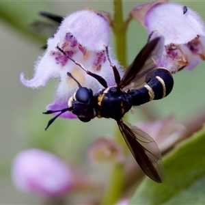 Conopidae (family) at Cotter River, ACT - 23 Nov 2024