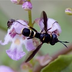 Conopidae (family) at Cotter River, ACT - 23 Nov 2024