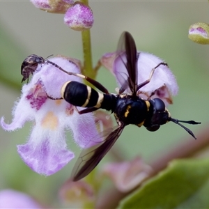 Conopidae (family) at Cotter River, ACT - 23 Nov 2024