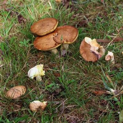 Suillus granulatus (Weeping Bolete) at Mongarlowe, NSW - 27 Nov 2024 by LisaH