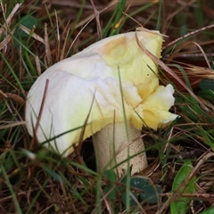 Suillus granulatus at suppressed - 27 Nov 2024