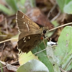 Toxidia parvula (Banded Grass-skipper) at Mongarlowe, NSW - 26 Nov 2024 by LisaH