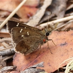 Toxidia parvula at Mongarlowe, NSW - 27 Nov 2024