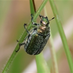 Diphucephala sp. (genus) (Green Scarab Beetle) at Mongarlowe, NSW - 27 Nov 2024 by LisaH