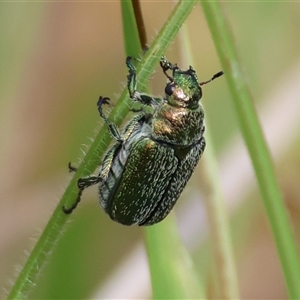 Diphucephala sp. (genus) at Mongarlowe, NSW - suppressed