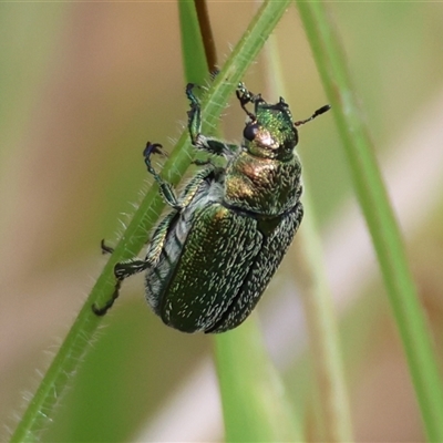 Diphucephala sp. (genus) (Green Scarab Beetle) at Mongarlowe, NSW - 26 Nov 2024 by LisaH