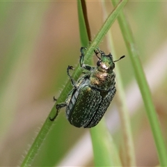 Diphucephala sp. (genus) at Mongarlowe, NSW - 27 Nov 2024