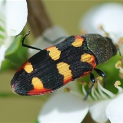 Castiarina sexplagiata (Jewel beetle) at Mongarlowe, NSW - 27 Nov 2024 by LisaH