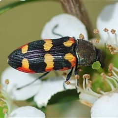 Castiarina sexplagiata at Mongarlowe, NSW - suppressed