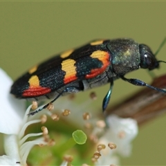 Castiarina sexplagiata at Mongarlowe, NSW - suppressed