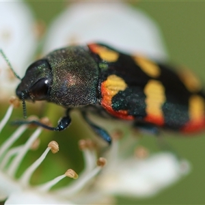 Castiarina sexplagiata at Mongarlowe, NSW - suppressed