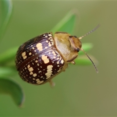 Paropsis pictipennis (Tea-tree button beetle) at Mongarlowe, NSW - 27 Nov 2024 by LisaH