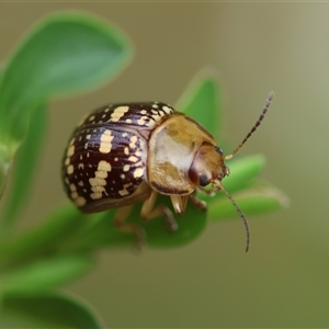 Paropsis pictipennis at Mongarlowe, NSW - 27 Nov 2024