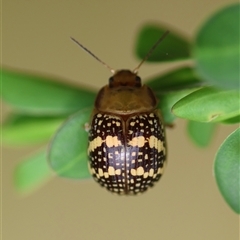 Paropsis pictipennis at Mongarlowe, NSW - 27 Nov 2024