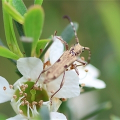 Pempsamacra tillides (Longhorn or longicorn beetle) at Mongarlowe, NSW - 27 Nov 2024 by LisaH